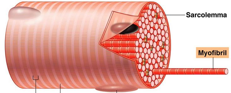 La membrana plasmatica della fibra muscolare, sotto all endomisio, è detta sarcolemma.