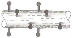 Struttura submicroscopica del muscolo scheletrico All interno della fibra muscolare sono disposte parallele tra loro migliaia di miofibrille (la struttura che permette la contrazione) Le miofibrille