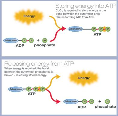 L enzima miosina ATPasi catalizza la reazione di scissione dell ATP