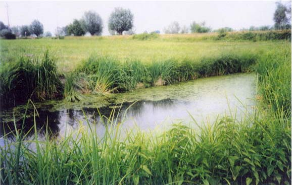 Importanza della manutenzione dei canali La cura delle aree agricole era una pratica onerosa ma essenziale nella gestione del territorio.