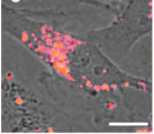 Diagnosi per immagini con Quantum Dots (QD) Struttura di una nanoparticella (quantum dot) di CdSe I QD s possono essere internalizzati da una cellula e rendere