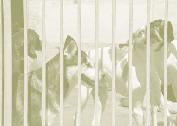 L obbligo di identificazione dei cani è previsto dalla legge.