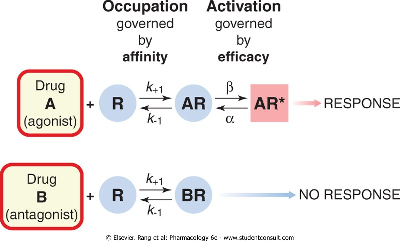 Figure 2-1 The distinction between drug binding and receptor activation.