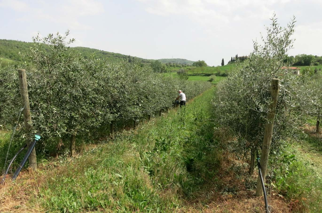 Trasferimento di tecniche