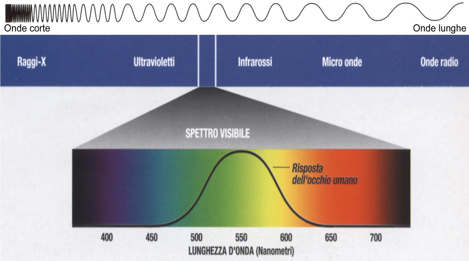 Il campo del visibile La luce è energia che si propaga nel vuoto sotto forma di onde elettromagnetiche alla velocità di circa 300.