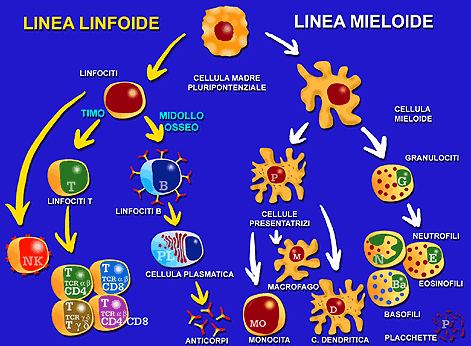 Diverso potenziale immunogenico Molecole prodotte a partire da fonti diverse o in diversi siti di produzione hanno diversi livelli