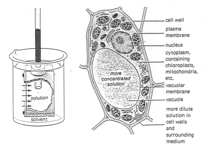 La cellula vegetale e l osmosi Una cellula vegetale può essere considerata un sistema osmotico, al pari di un osmometro.