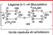 Il componente principale della parete secondaria è la cellulosa Si tratta di un omopolimero del D-glucopiranosio con legami ß (1-4).