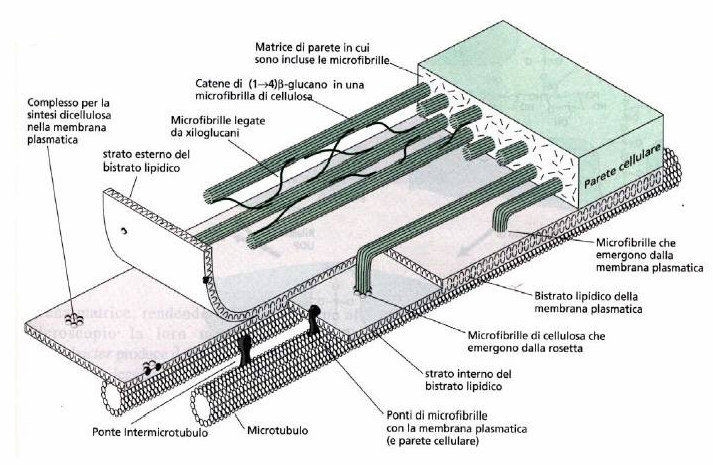 Le estremità terminali delle fibrille neoformate cominciano ad integrarsi con la parete,le rosette