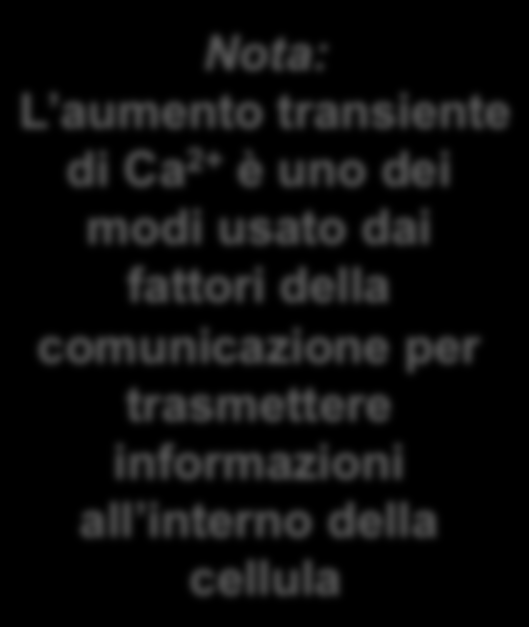 Come mai lo ione calcio è così poco concentrato nel citosol?