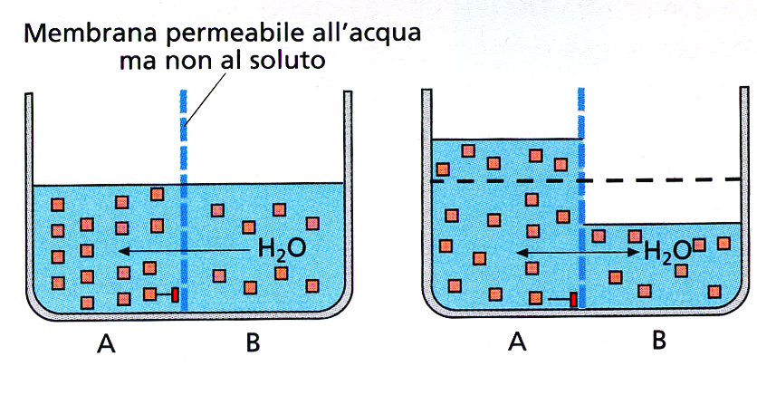 L omeostasi dell acqua e dei sali il flusso di acqua attraverso le membrane delle cellule dipende dalla differenza di concentrazione di acqua e/o dalla differenza di pressione idrostatica ai versanti