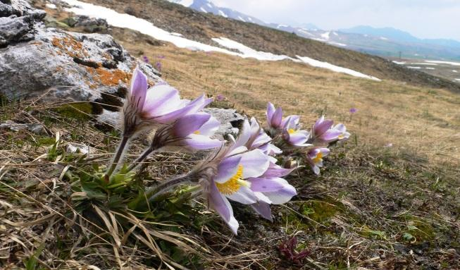 Nell anno 2009 Le Dolomiti sono state