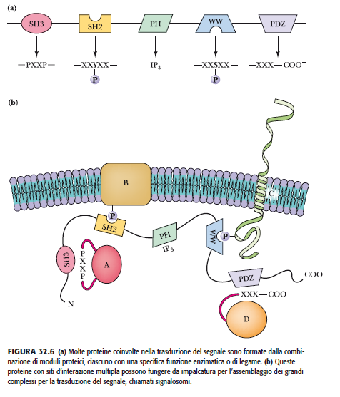 Le vie di segnalazione dipendono da interazioni molecolari multiple mediate da domini di interazione proteica (PID) Molte proteine coinvolte nella trasduzione del segnale sono formate dalla