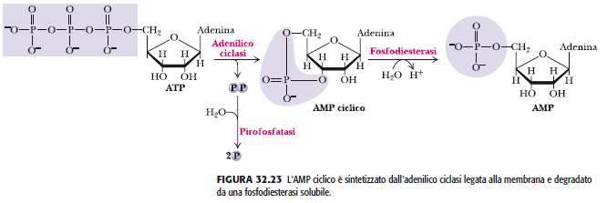 AMP ciclico è un secondo messaggero I secondi messaggeri esercitano i loro effetti sulla cellula legandosi a una o più molecole bersaglio.