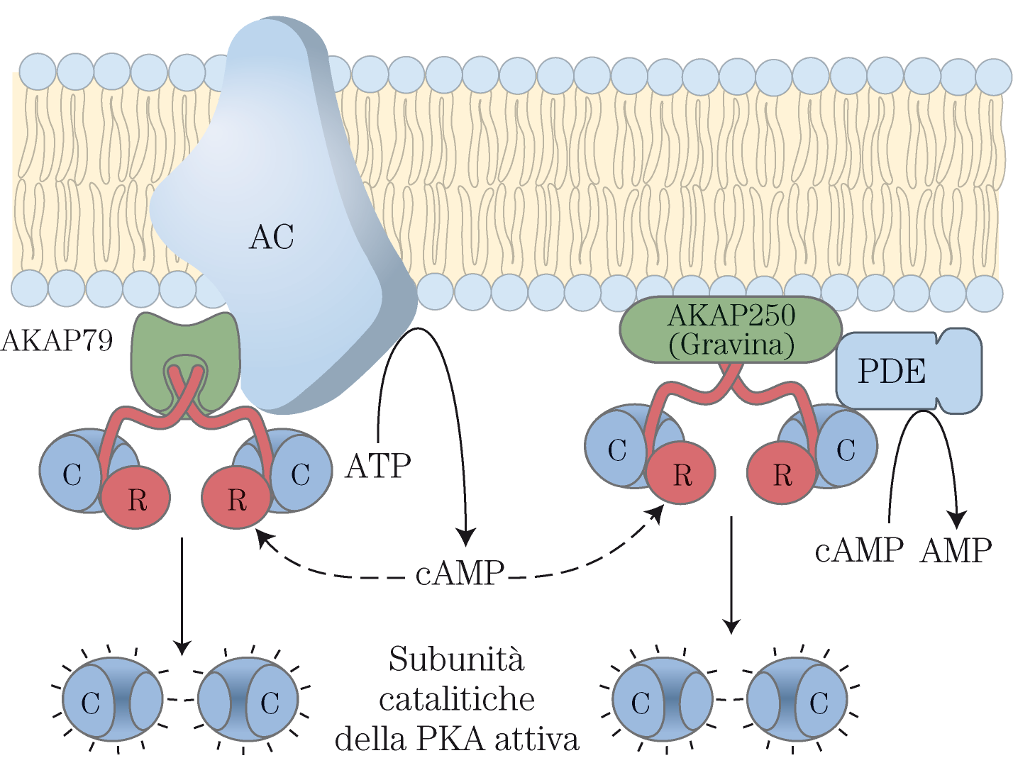 Le proteine AKAP sono proteine adattatrici multivalenti che ancorano la PKA a strutture