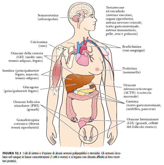 Gli ormoni circolano nel sangue in basse concentrazioni (1nM o