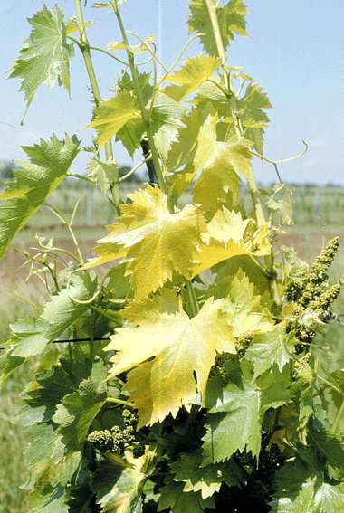 VIROSI Si notano in post-fioritura i sintomi di alcune virosi, in particolare GFLV (virus dell arricciamento fogliare), che determina su varietà suscettibili (es.