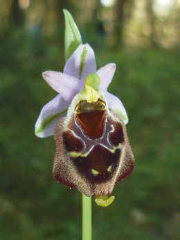 Due importanti ritrovamenti di Ophrys nella Murgia barese: 331 Fig.1. Ophrys oxyrrhynchos subsp. ingrassiae, Mass. Plantamura (Cassano d. Murge, BA), 22.4.2016 (foto V. De Leo) Fig.2. Ophrys crabronifera subsp.