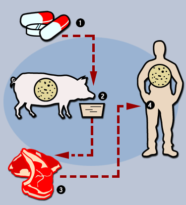 Antibioticoresistenza: -Infezione batterica che persiste anche in presenza di specifico antibiotico -Fenomeno naturale ed inevitabile Rischio percepito residui antibiotici nei prodotti origine