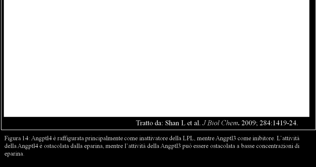 attiva alle particelle lipoproteiche in entrata, non è noto se l eparina gioca un ruolo nella stabilizzazione della Lpl o nel ritardare la sua inattivazione.