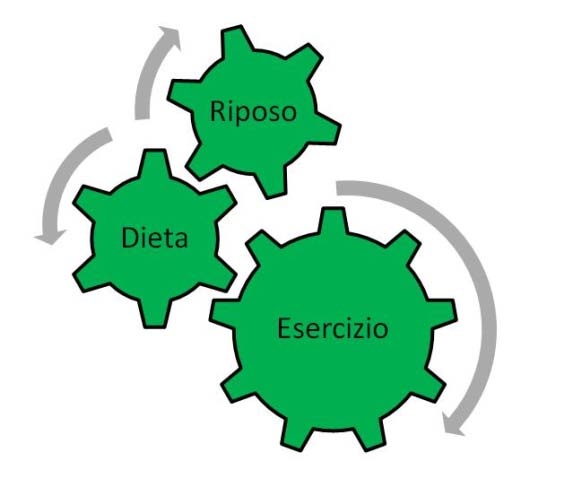 Metodologia dell allenamento: orienta le risposte di adattamento in base: Pianificazione temporale Obbiettivi e contenuti Combinazione e scelta dei mezzi