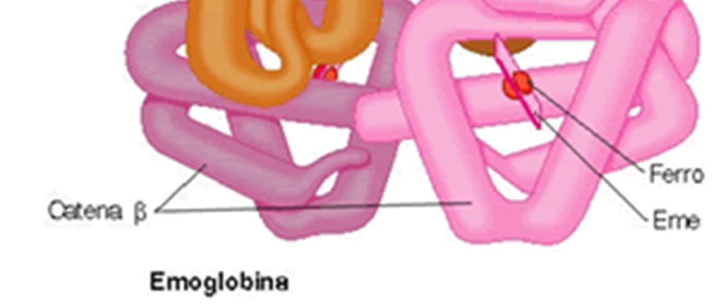 Ogni cromosoma contiene una lunga sequenza di geni (ogni gene in genere determina una caratteristica particolare) e i due cromosomi di ogni coppia contengono la stessa sequenza degli stessi geni.