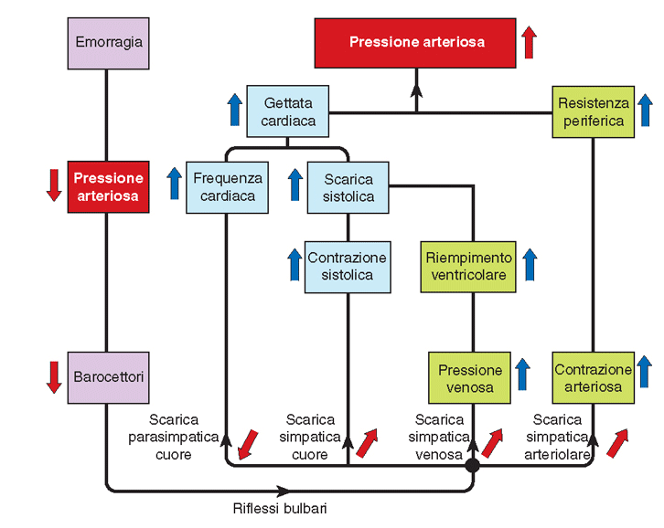 Risposte cardiovascolari alle