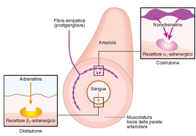 Regolazione adrenergica del diametro dei vasi: azione delle catecolamine sulla muscolatura liscia del vaso NORADRENALINA