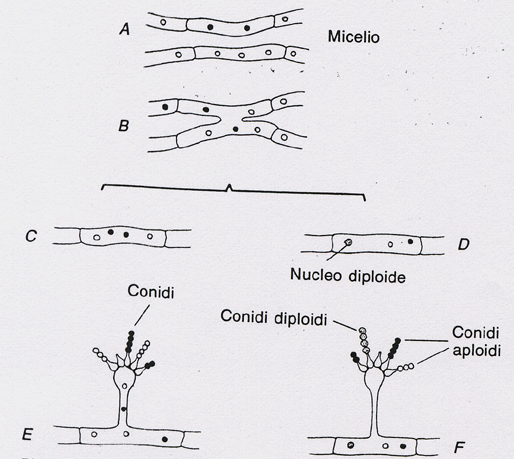 36 Ciclo parasessuale in Aspergillus La presenza di un ciclo parasessuale è molto importante poiché permette di studiare la genetica anche di organismi in cui manca la riproduzione sessuale 1)