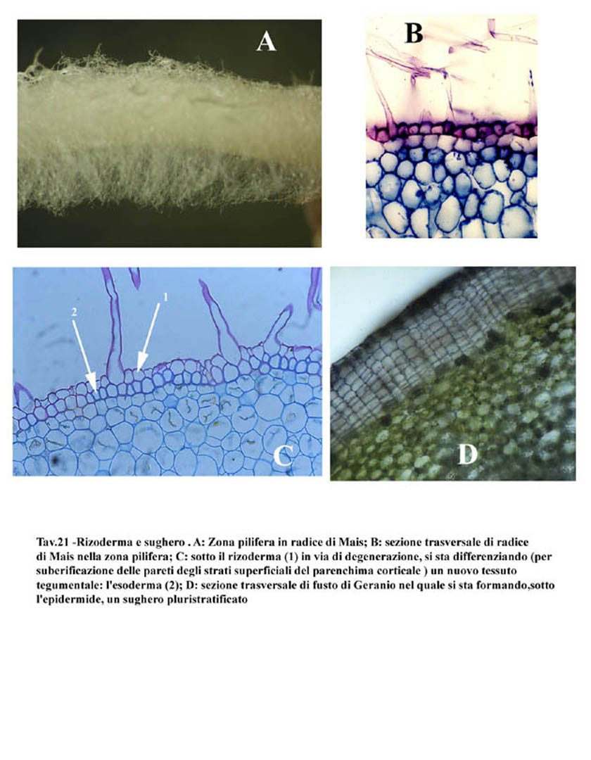 Anche la radice è rivestita, nelle parti non lignificate, da un'epidermide, il rizoderma, È un tessuto che riveste le radici giovani.