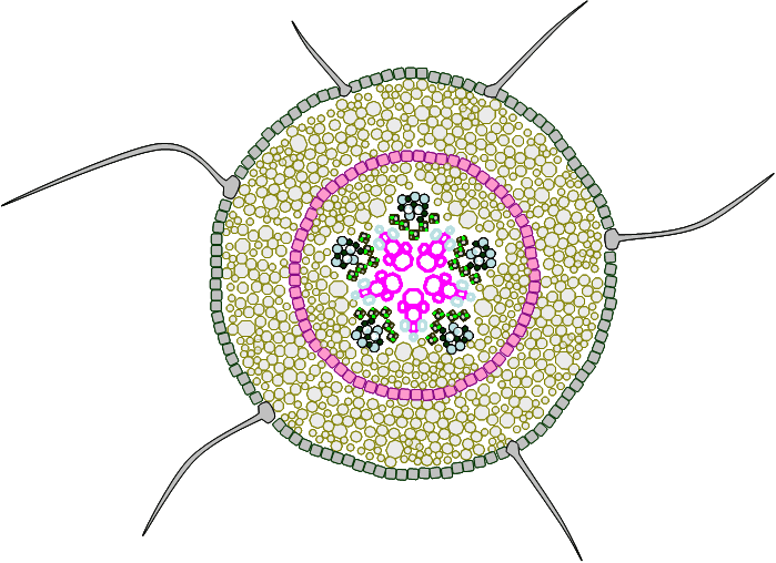 Tessuti tegumentali:interni primari, endoderma, funzione di barriera; endoderma L'endoderma è un tessuto