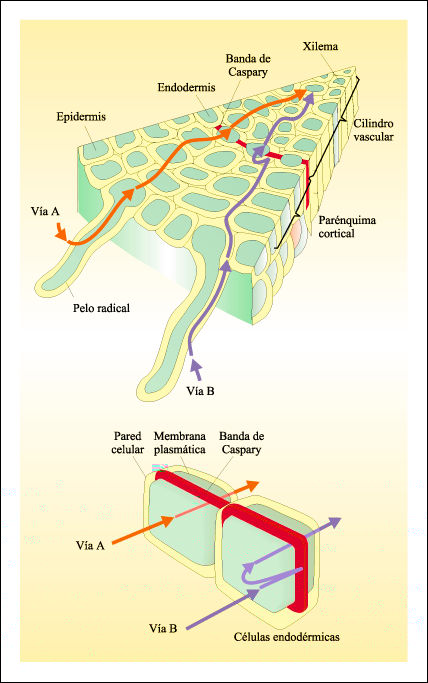 Si tratta di uno strato di cellule appressate che formano l'ultimo strato del cilindro corticale.