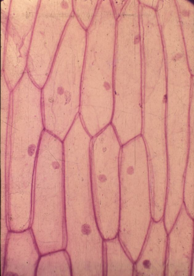 Tessuti tegumentali Ricoprono sia la superficie esterna sia alcuni organi interni del corpo della pianta Possono avere origine primaria o secondaria