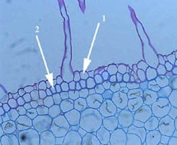 Le cellule del rizoderma assieme ai peli radicali hanno vita breve La funzione di protezione viene assunta dall esoderma Deriva da cellule del