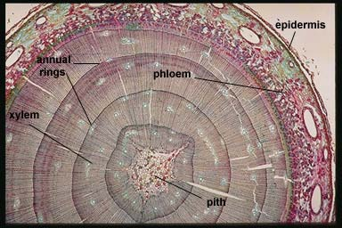 epidermide