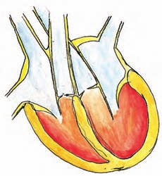 Fig. 2 Cuore normale 10