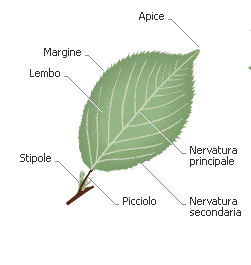 Le foglie normali- morfologia esterna In una giovane foglia, non ancora differenziata del tutto, si distinguono due porzioni: 1. la foglia inferiore, verso la base 2.