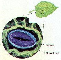 L epidermide L epidermide fogliare deve svolgere due funzioni a prima vista incompatibili: Proteggere dal disseccamento limitando la perdita di vapor d acqua(traspirazione); Deve permettere gli