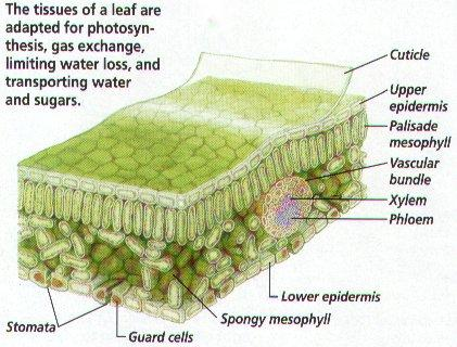 Le pareti cellulari esterne sono frequentemente ispessite ed impregnate di sostanze lipofile( cutine, cere).