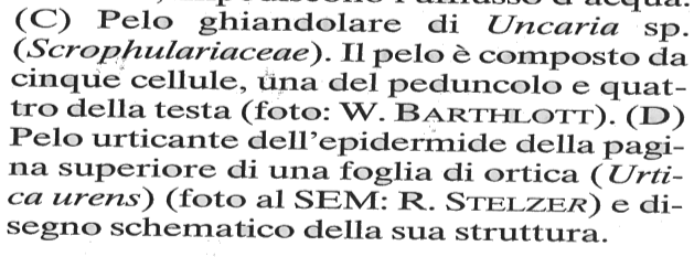 Peli PELI VIVI In qualche caso possono secernere dei composti (oli essenziali) e vengono detti peli secretori.