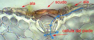 Tricomi al microscopio Dando una descrizione semplificata del processo di assorbimento attraverso i tricomi, possiamo dire che fino a che la pianta è in attesa di acqua, l'ala rimane sollevata per l