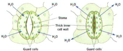 stomi Sono costituiti da un complesso di cellule epidermiche specializzate. L apparato stomatico consta di un paio di cellule stomatiche affiancato da due o più cellule annesse.