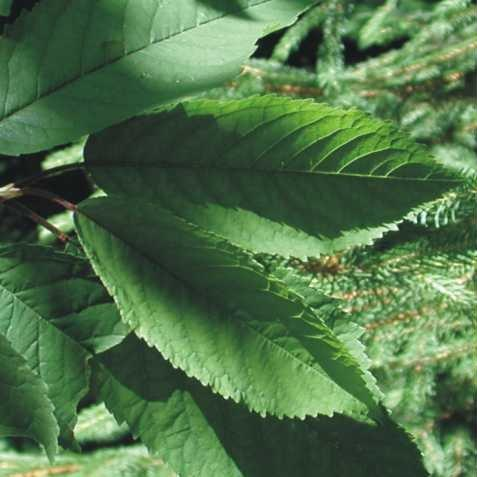 La metamorfosi delle foglie ciliegio Come avviene in altri organi della pianta, anche nelle