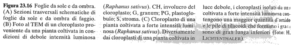 Non è solo una diversità di tipo fisiologico, ma anche di tipo morfologico.