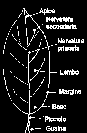 La forma della foglia è in relazione con la funzione fotosintetica da svolgere: Ampia superficie Spessore ridotto Per questo hanno sviluppato una struttura laminare: il lembo fogliare.