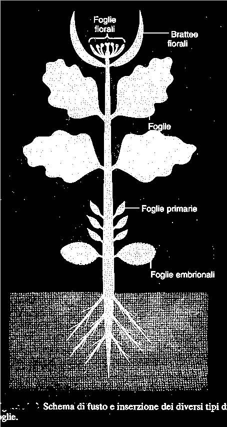 I tipi di foglie: generalità Le piante producono, lungo il fusto, foglie con diversa morfologia e funzione. Nelle plantule si riconoscono le foglie embrionali(cotiledoni).