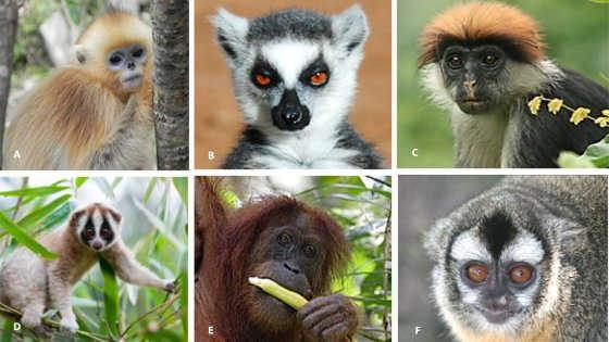 I primati non umani stanno per scomparire: il 60% delle specie in via di estinzione Il