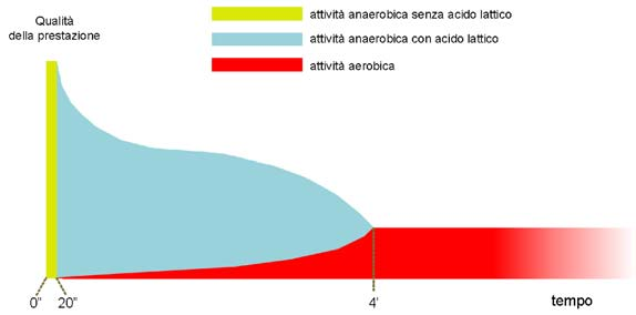 LA PRESTAZIONE AEROBICA E ANAEROBICA In sintesi questi sono i processi chimici necessari per la produzione energetica: 1. Scissione dell ATP (per ottenere energia) e del CP (per ottenere nuovo ATP).