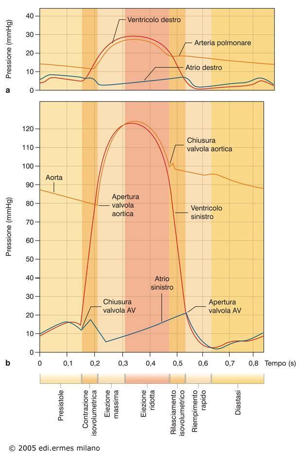 Relazione pressioni: Arteria polmonare Ventricolo destro Atrio destro Relazione pressioni: Aorta Ventricolo sinistro Atrio sinistro Quando la P all interno del ventricolo scende a causa del