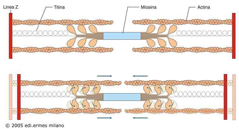 Teoria dello scorrimento dei miofilamenti L accorciamento del sarcomero durante la contrazione muscolare avviene grazie allo